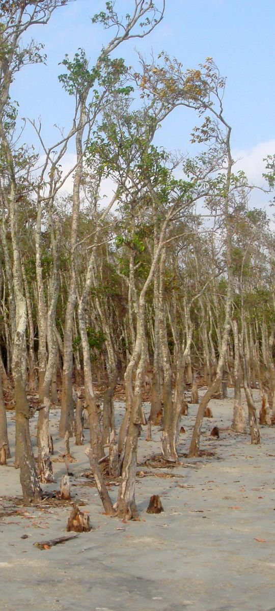 Home Mangrove Forest