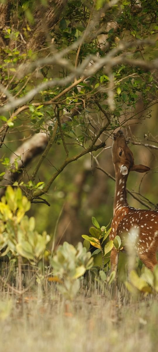Home Sundarban River Safari