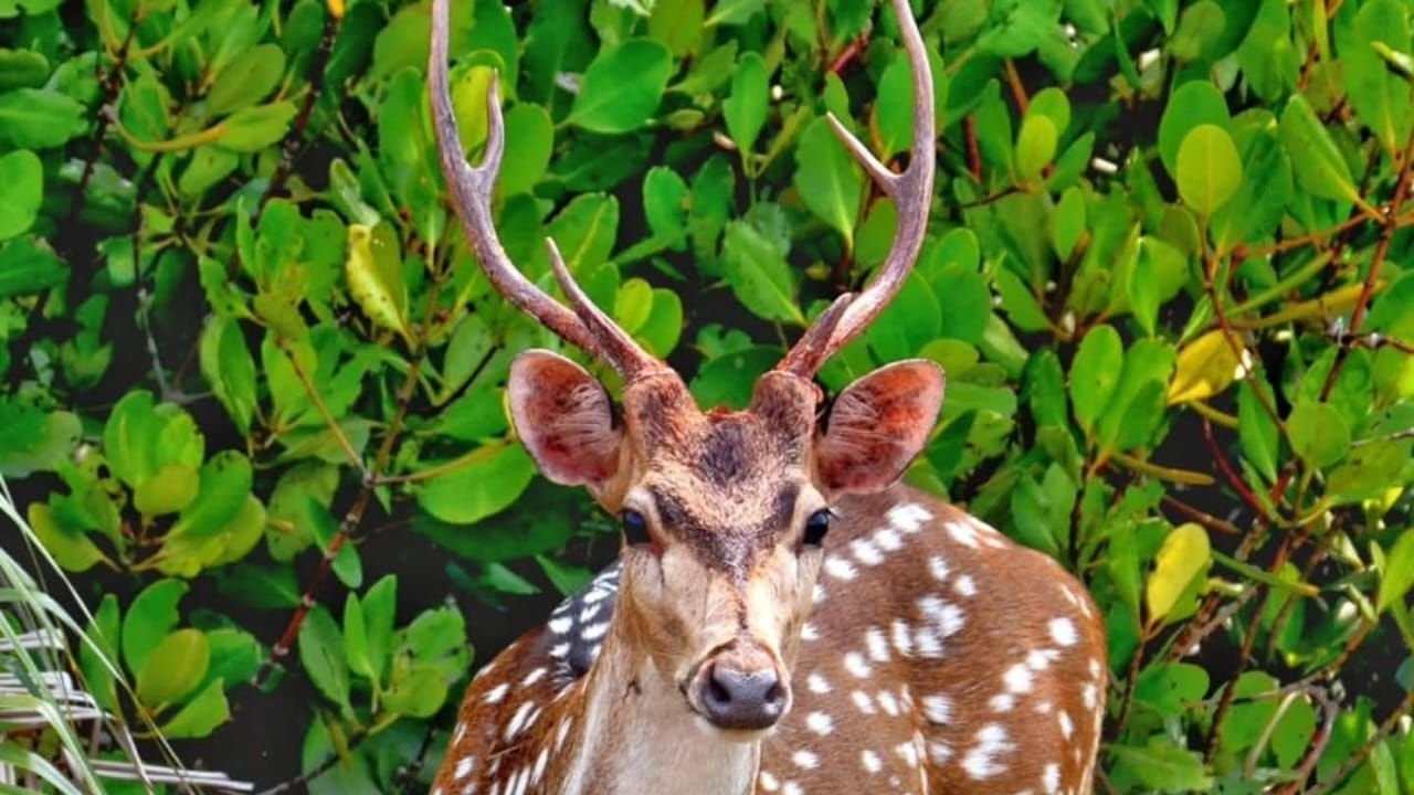 Sundarban package list Sundarban 1 Day Tour