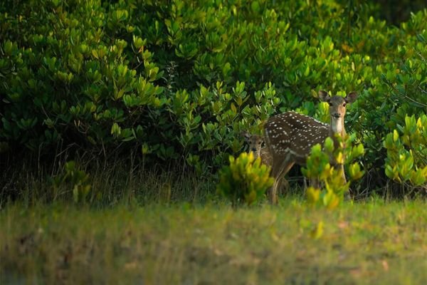 About us About Sundarban Jungle Visit