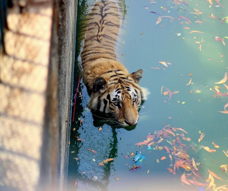 Sundarban 1 night 2 days Sundarban 1 Night 2 Days