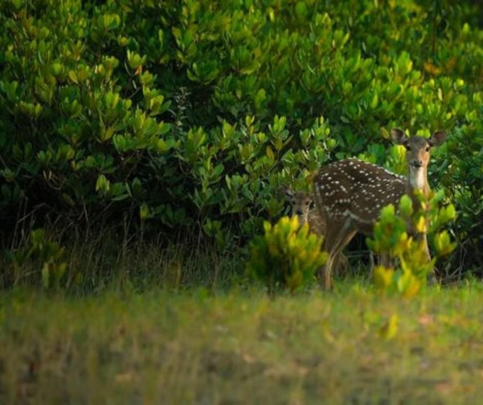 sundarban 2 night 3 days Sundarban 2 Nights 3 Days
